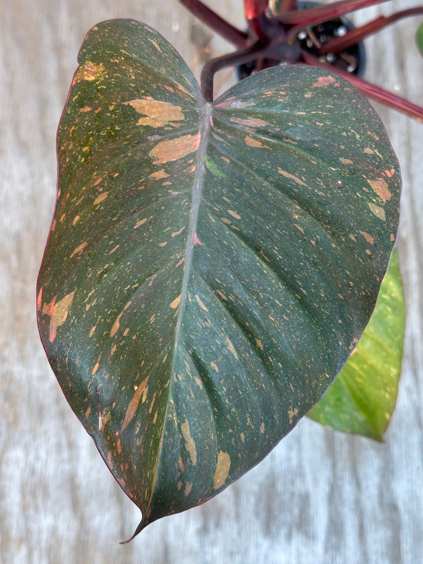 Philodendron 'Orange Princess' with distinct variegated leaves, shown in close-up, highlighting intricate patterns. Featured in a 4-inch pot, ideal for collectors.