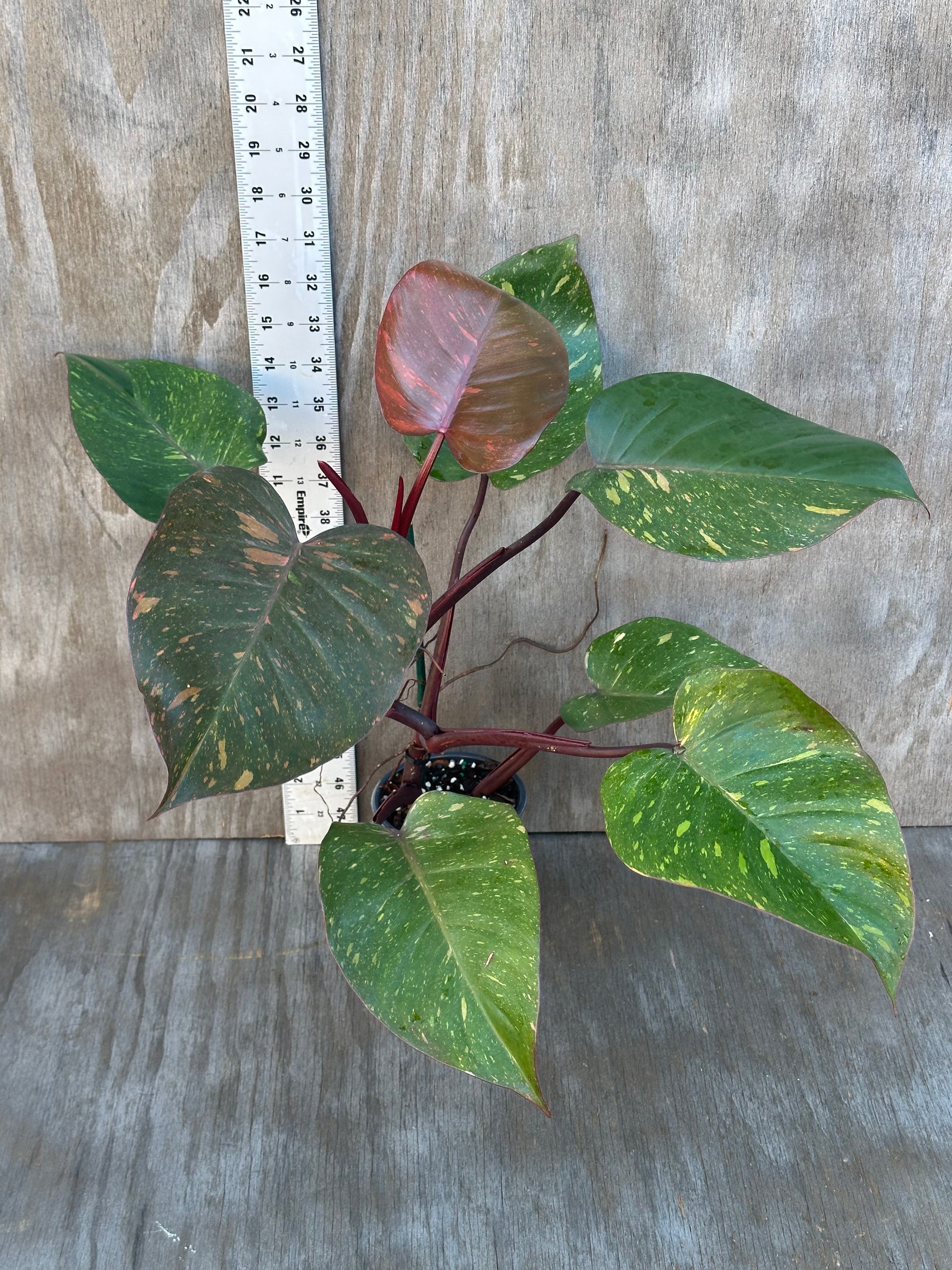 Philodendron 'Orange Princess' in a 4-inch pot, showcasing green leaves with yellow spots, highlighting its unique variegation.