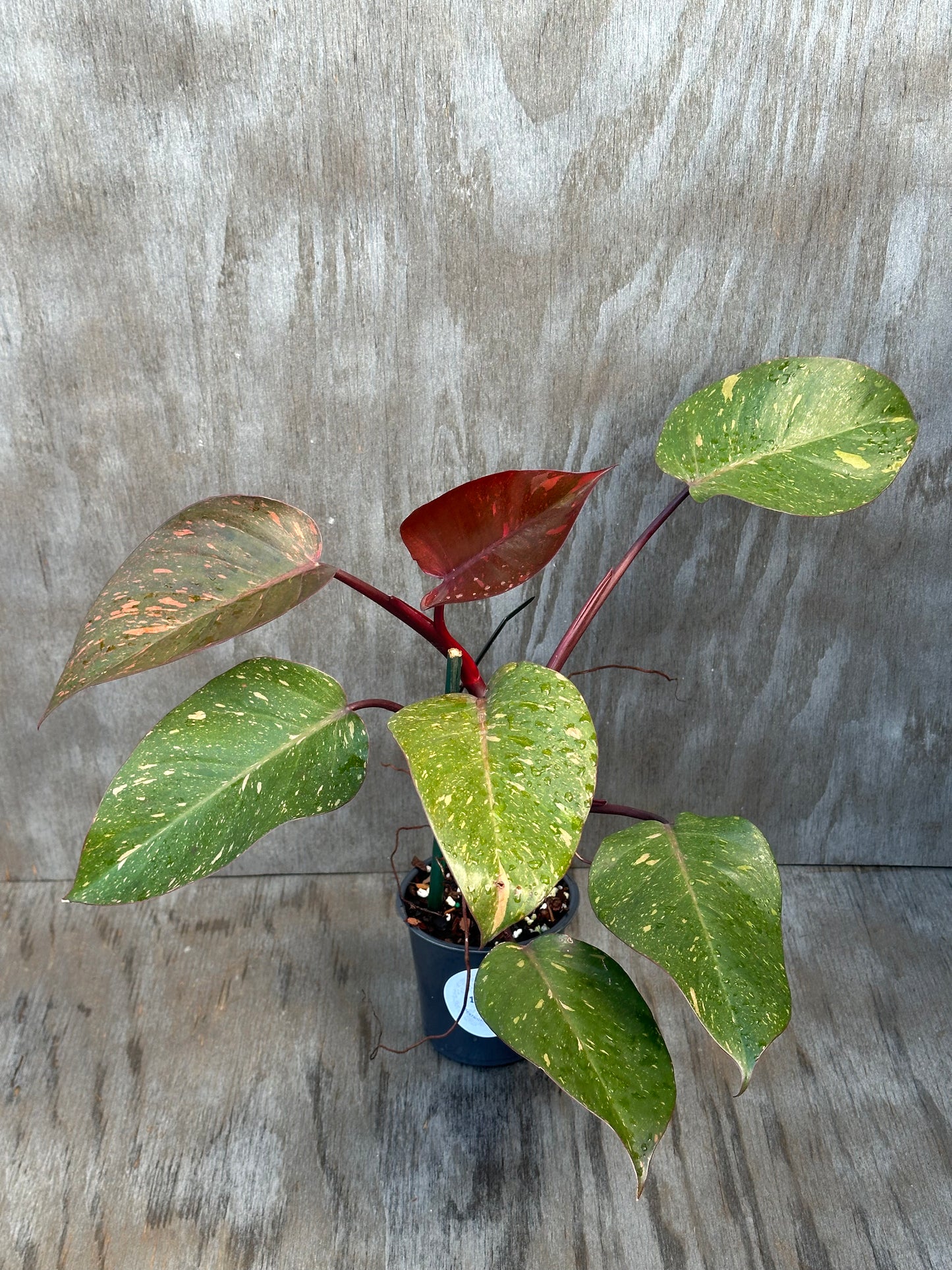 Philodendron 'Orange Princess' in a 4-inch pot, showcasing its distinct variegation. Ideal for exotic houseplant enthusiasts.