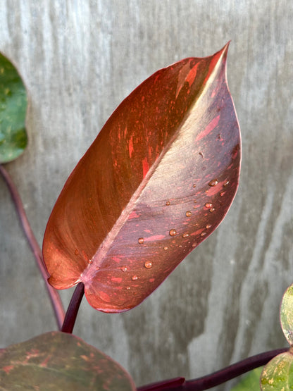 Philodendron 'Orange Princess' close-up, showcasing its distinctive variegated leaves, potted in a 4-inch container, ideal for rare plant collectors.