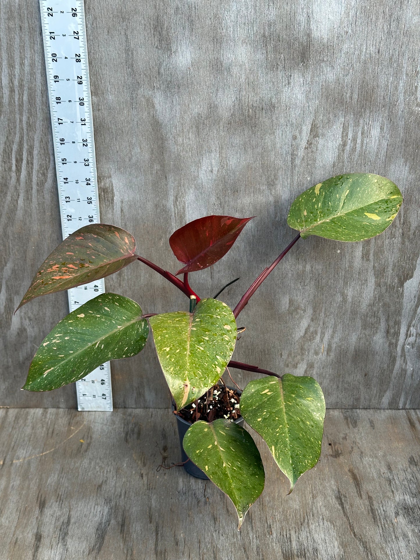 Philodendron 'Orange Princess' in a 4-inch pot, showcasing vibrant variegated leaves. A rare tropical houseplant ideal for collectors from Next World Exotics.