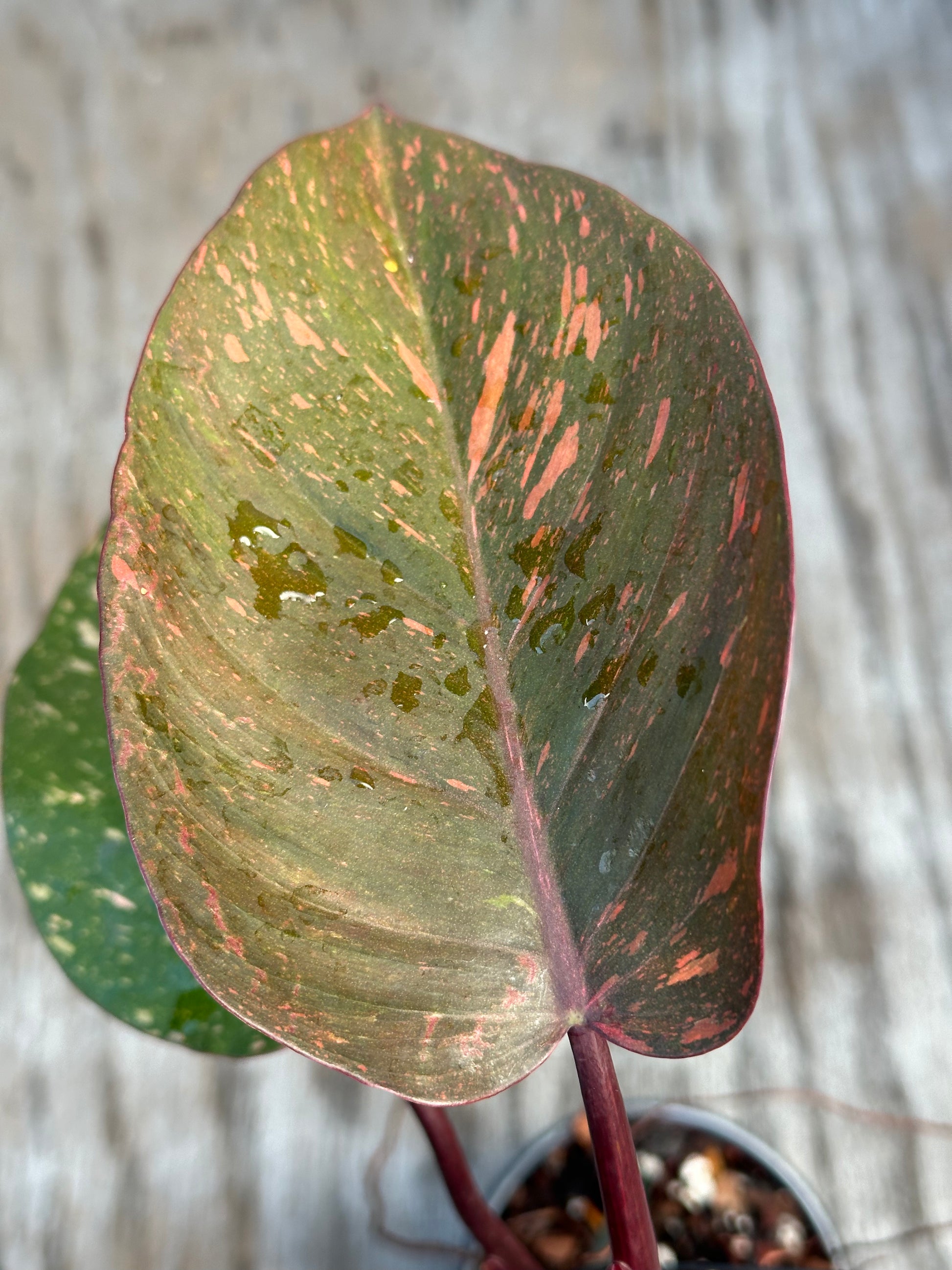 Close-up of Philodendron 'Orange Princess' leaf showcasing its variegation, available in a 4-inch pot from Next World Exotics.