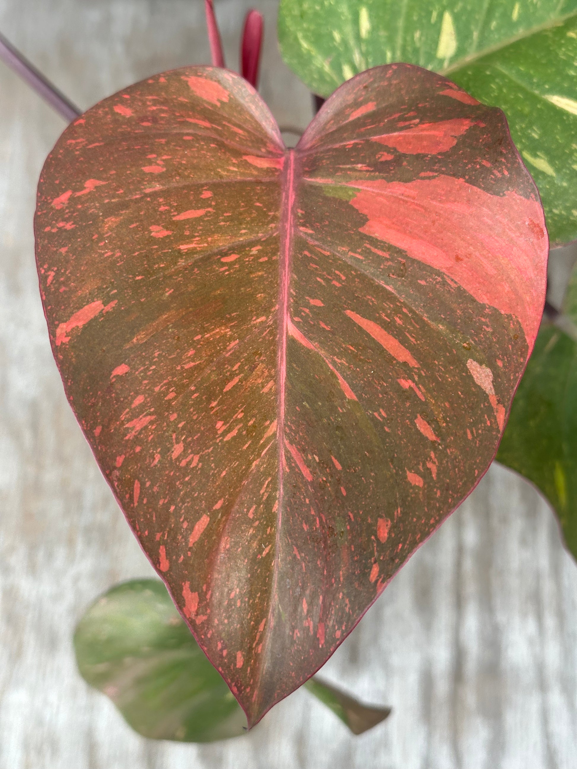 Philodendron 'Orange Princess' close-up, showcasing its variegated leaves in a 4-inch pot, a rare tropical houseplant from Next World Exotics.