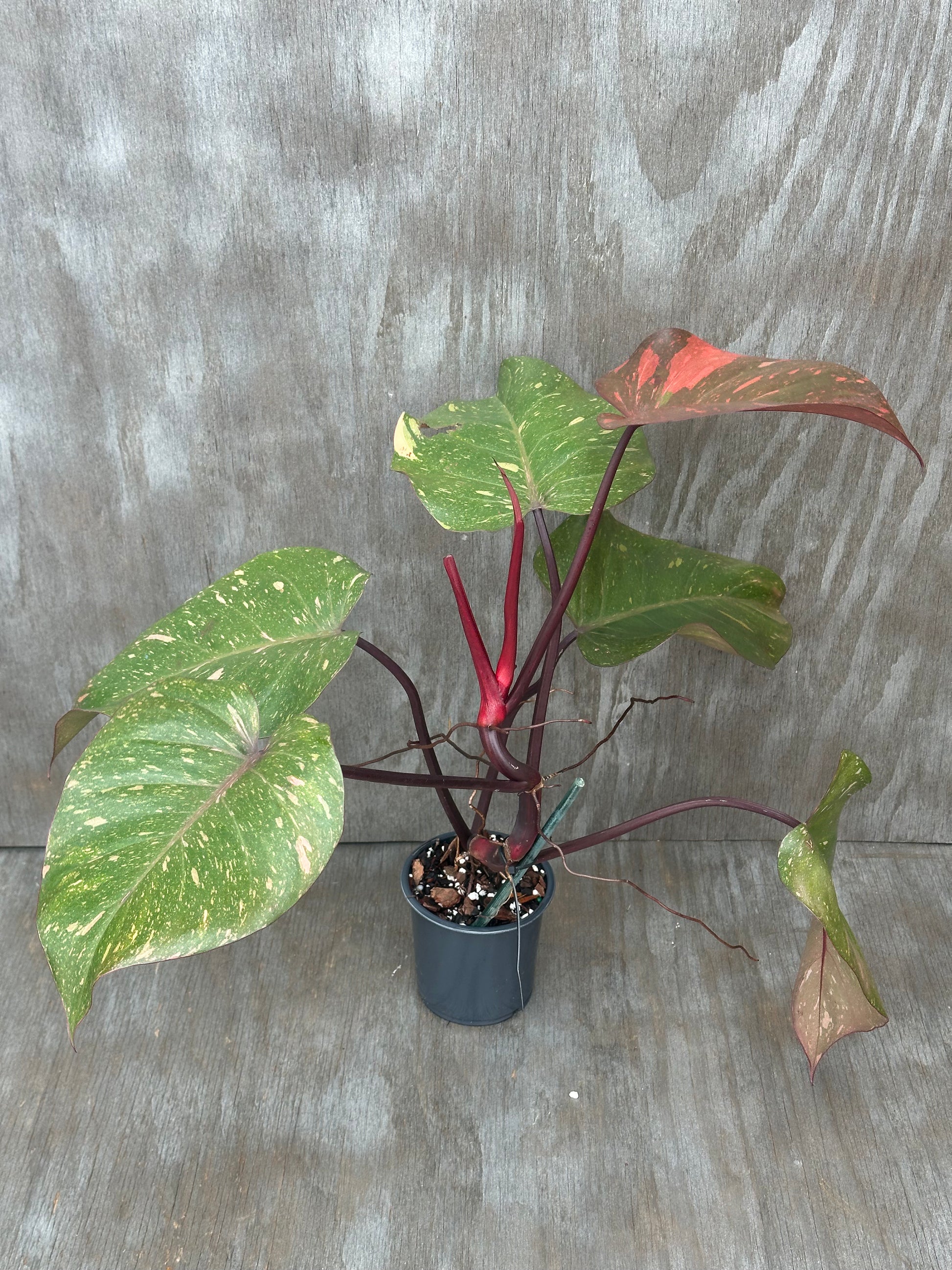 Philodendron 'Orange Princess' in a 4-inch pot, showcasing vibrant variegation with distinctive large leaves, ideal for collectors seeking unique tropical houseplants.