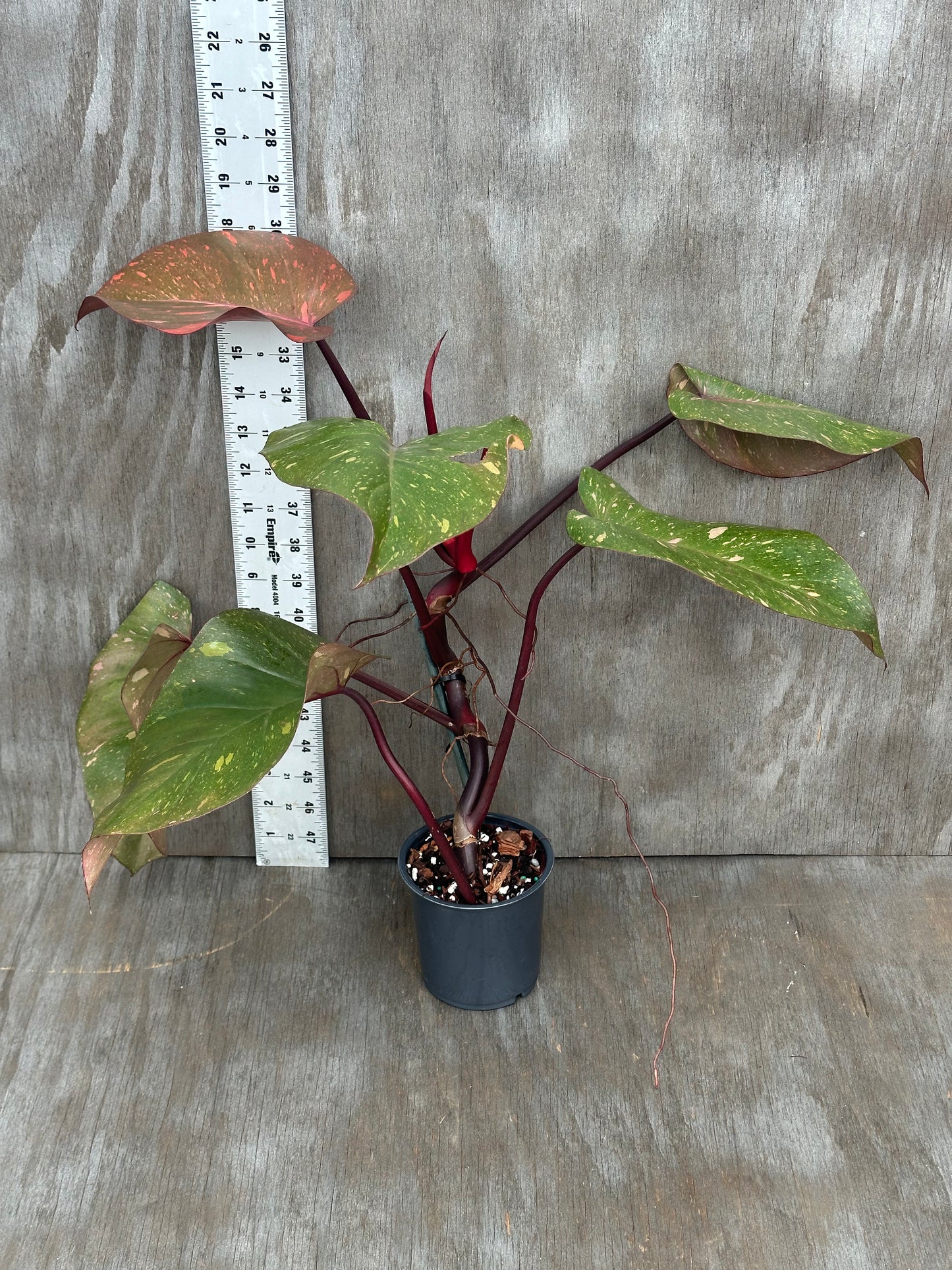 Philodendron 'Orange Princess' in a 4-inch pot, featuring variegated leaves with unique patterns, displayed next to a ruler for size reference.