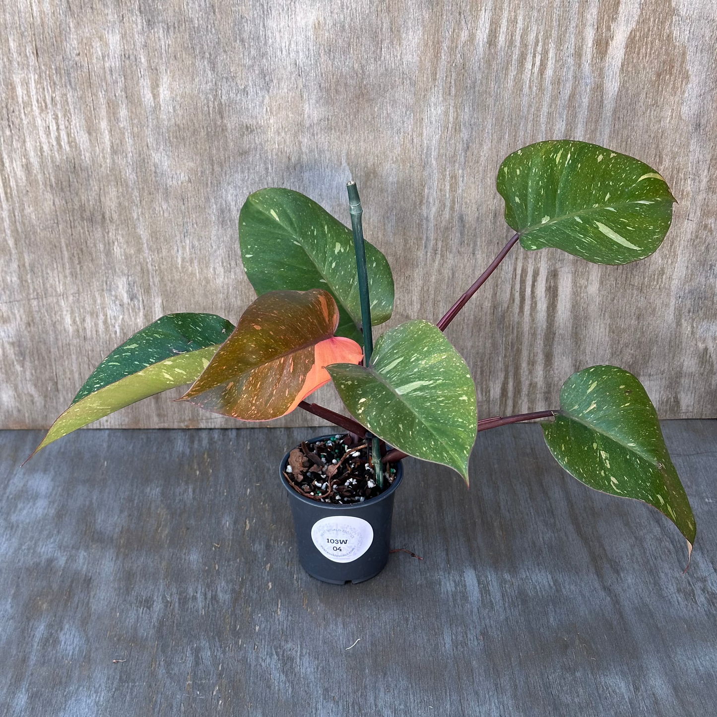 Philodendron 'Orange Princess' with large variegated leaves in a 4-inch pot, featuring a sticker. Available at Next World Exotics.