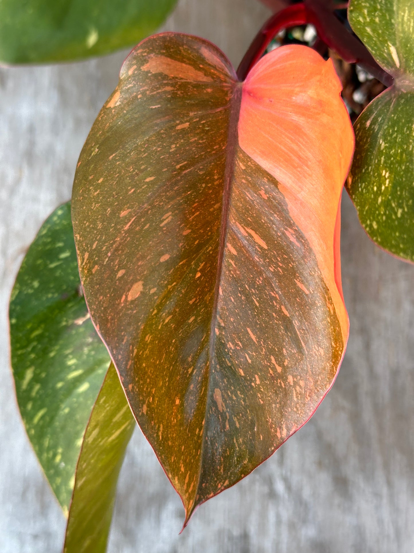 Philodendron 'Orange Princess' showing close-up variegated green leaf detail, growing in a 4-inch pot. Available at Next World Exotics.