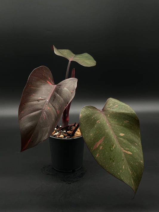 Philodendron 'Orange Princess' with variegated leaves in a 4-inch pot, highlighting its unique tropical appeal from Next World Exotics' rare plant collection.