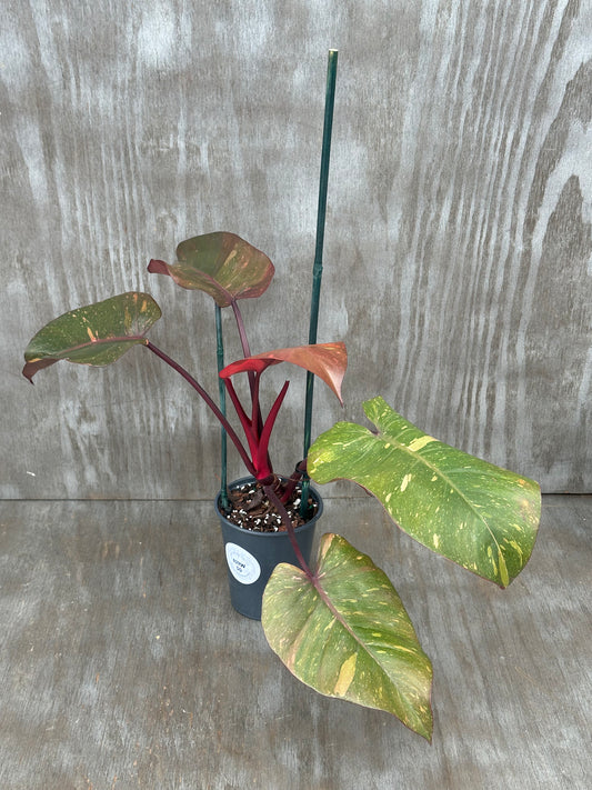 Philodendron 'Orange Princess' in a pot with variegated leaves, featuring a white sticker, offered by Next World Exotics for rare plant enthusiasts.