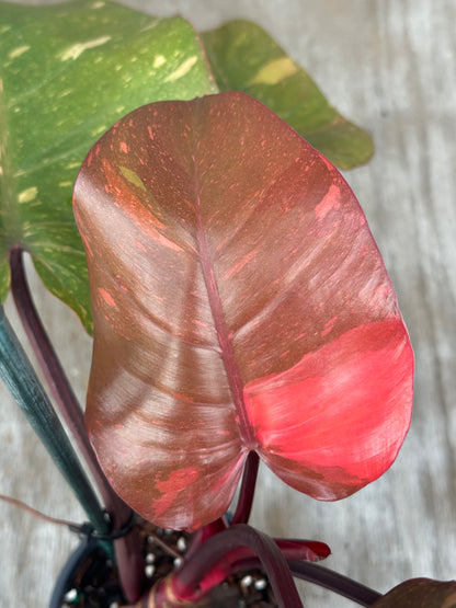 Close-up of a Philodendron 'Orange Princess' leaf from Next World Exotics, showcasing its unique variegation and tropical appeal.