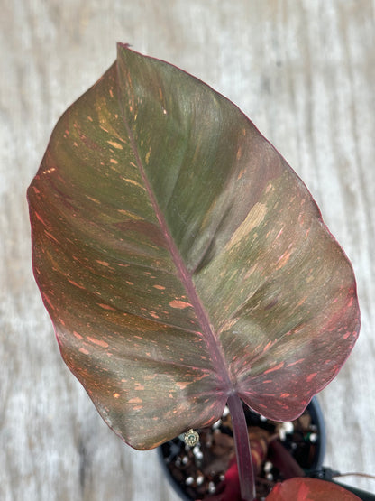 Close-up of a Philodendron 'Orange Princess' leaf, showcasing its intricate variegation and texture, highlighting its appeal for exotic houseplant collectors.