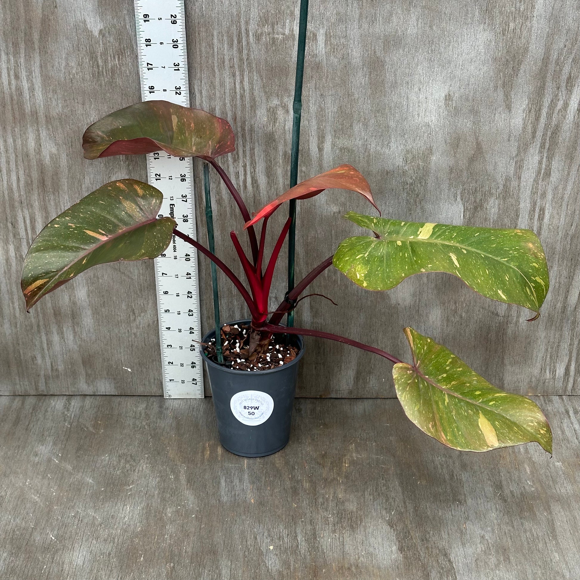 Philodendron 'Orange Princess' in a decorative pot, showcasing vibrant leaves. Perfect for seasoned collectors or beginners seeking unique variegated tropical houseplants from Next World Exotics.