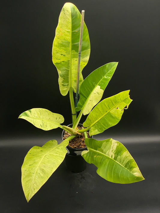 Philodendron 'Orlando' (130W042) with elongated, variegated leaves in orchid-bark mix, supported by a stake. Ideal for exotic houseplant enthusiasts.