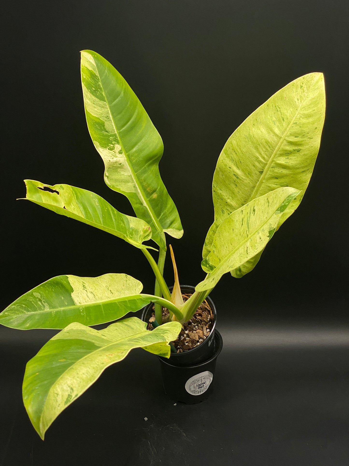 Philodendron 'Orlando' (130W042) in a black pot, showcasing elongated leaves with marbled variegation, set against a dark backdrop.
