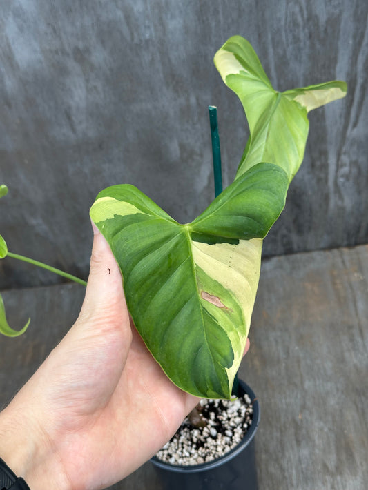 Philodendron Oxapapense Variegated