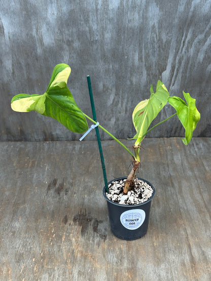 Philodendron Oxapapense Variegated