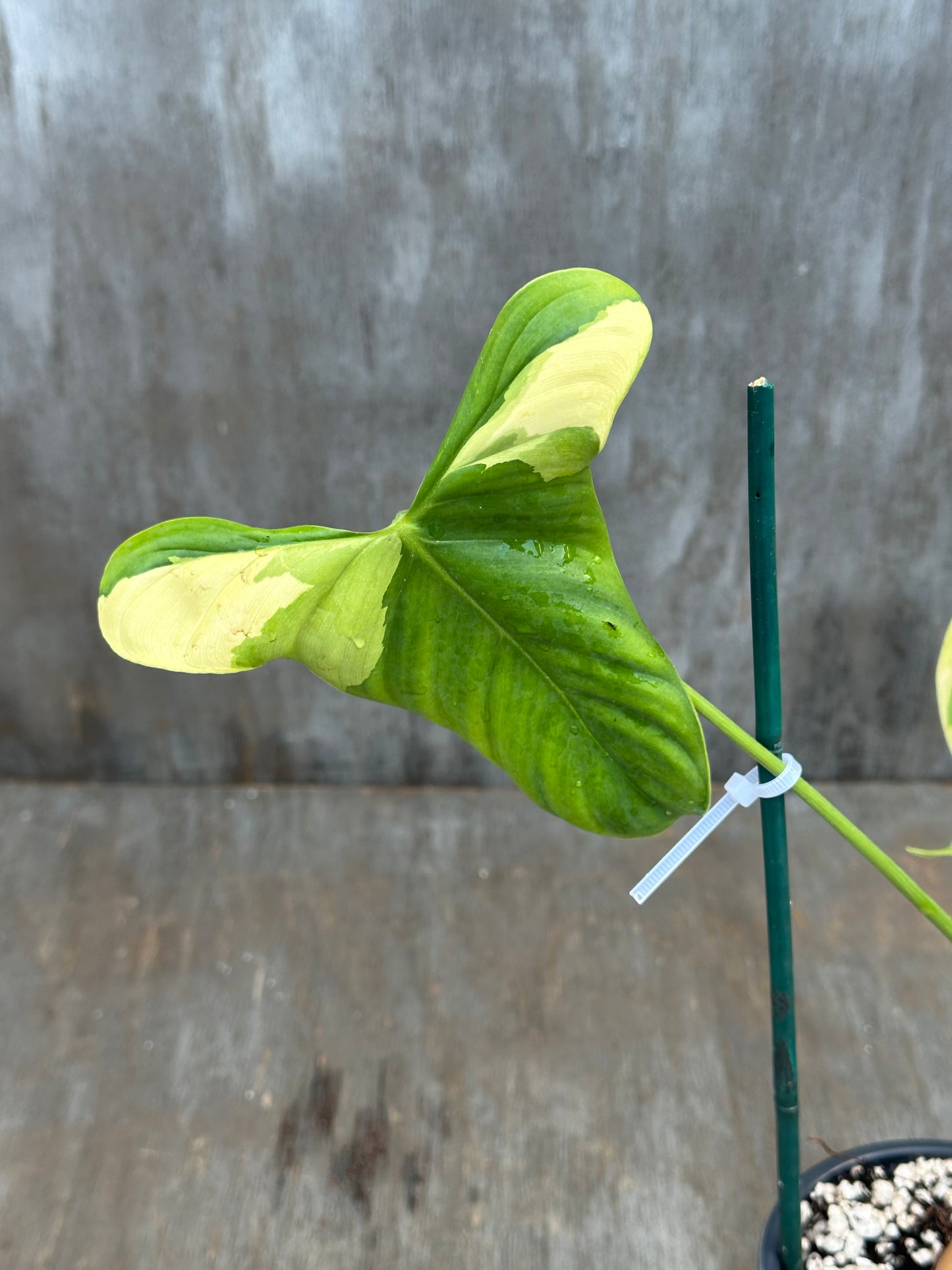 Philodendron Oxapapense Variegated