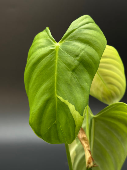 Close-up of a Philodendron Oxapapense Variegated leaf, showcasing its intricate patterns, ideal for collectors from Next World Exotics.