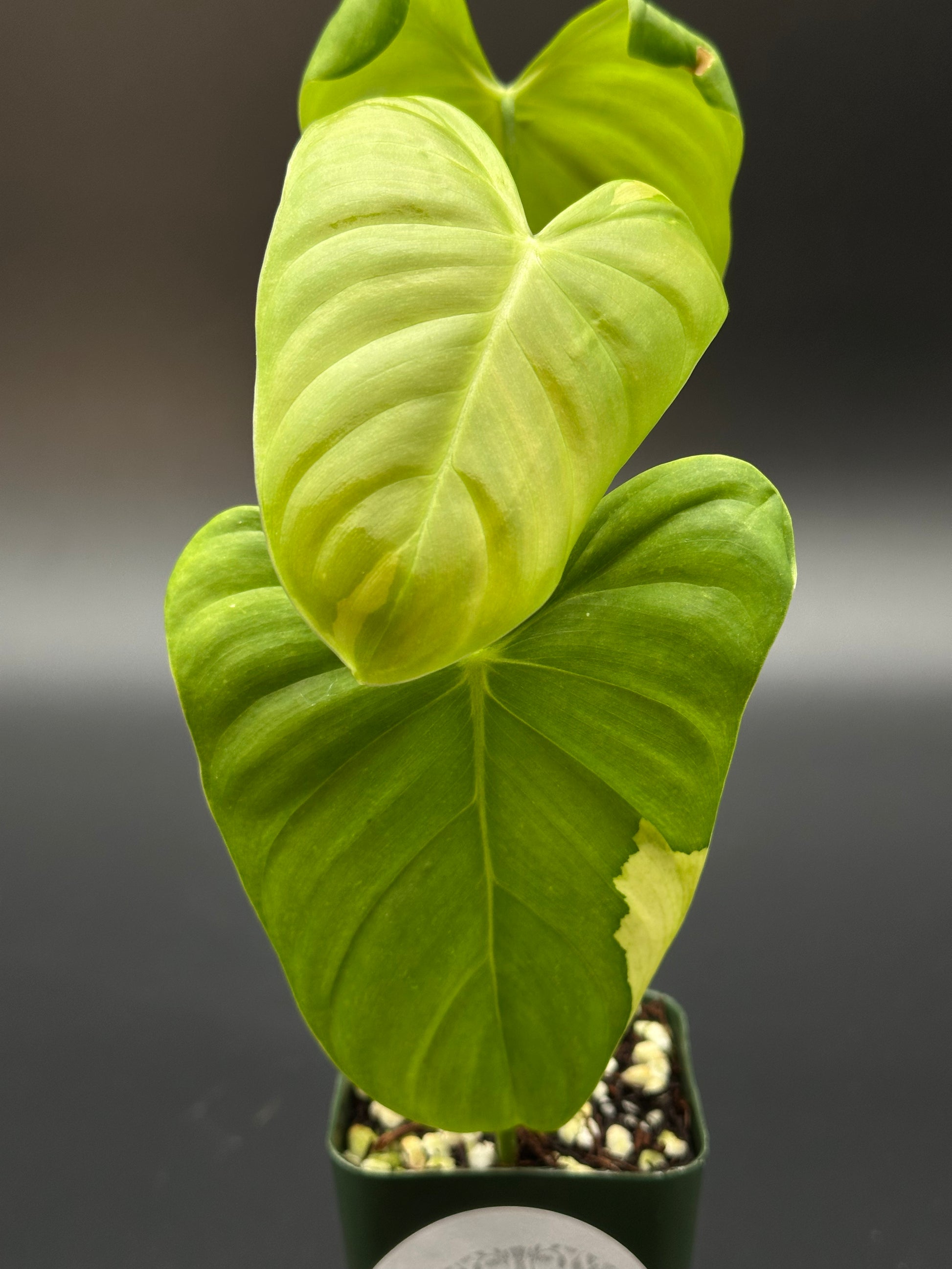 Philodendron Oxapapense Variegated close-up, showcasing its lush green variegated leaves, typical of exotic houseplants offered by Next World Exotics.