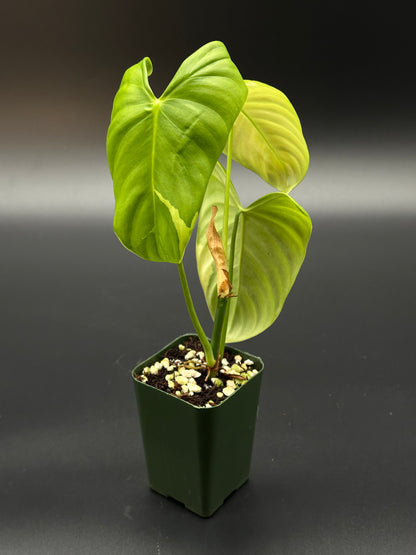 Philodendron Oxapapense Variegated in a decorative pot, showcasing its unique leaf patterns and lush foliage, ideal for exotic houseplant enthusiasts.