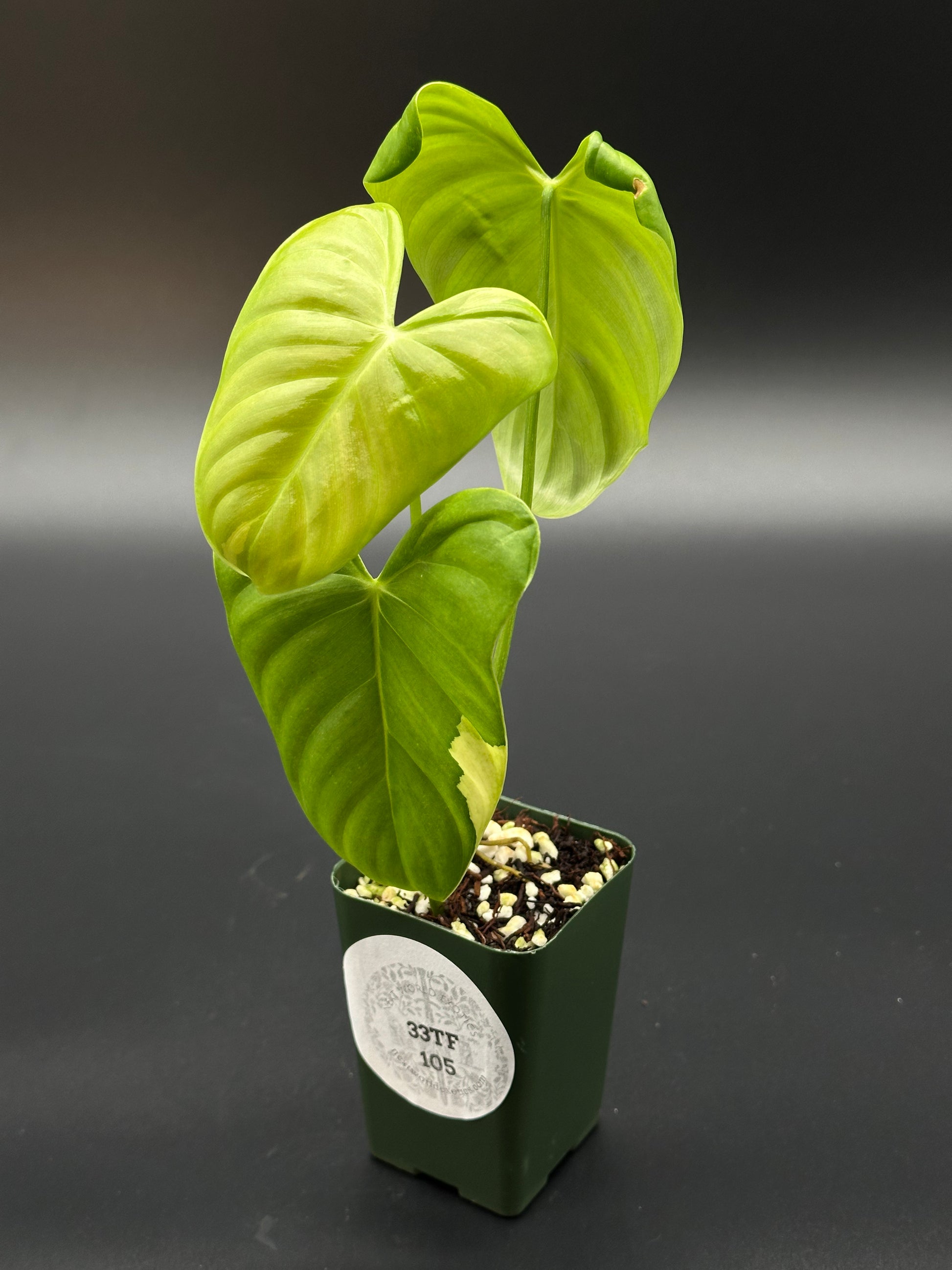 philodendron oxapapense aff Philodendron Oxapapense Variegated (PHOP1)