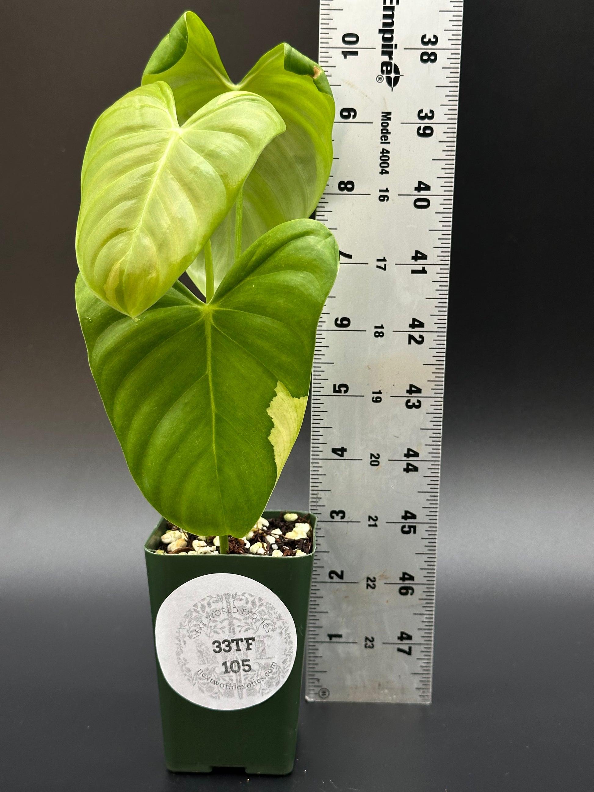 philodendron oxapapense triangular Philodendron Oxapapense Variegated (PHOP1)