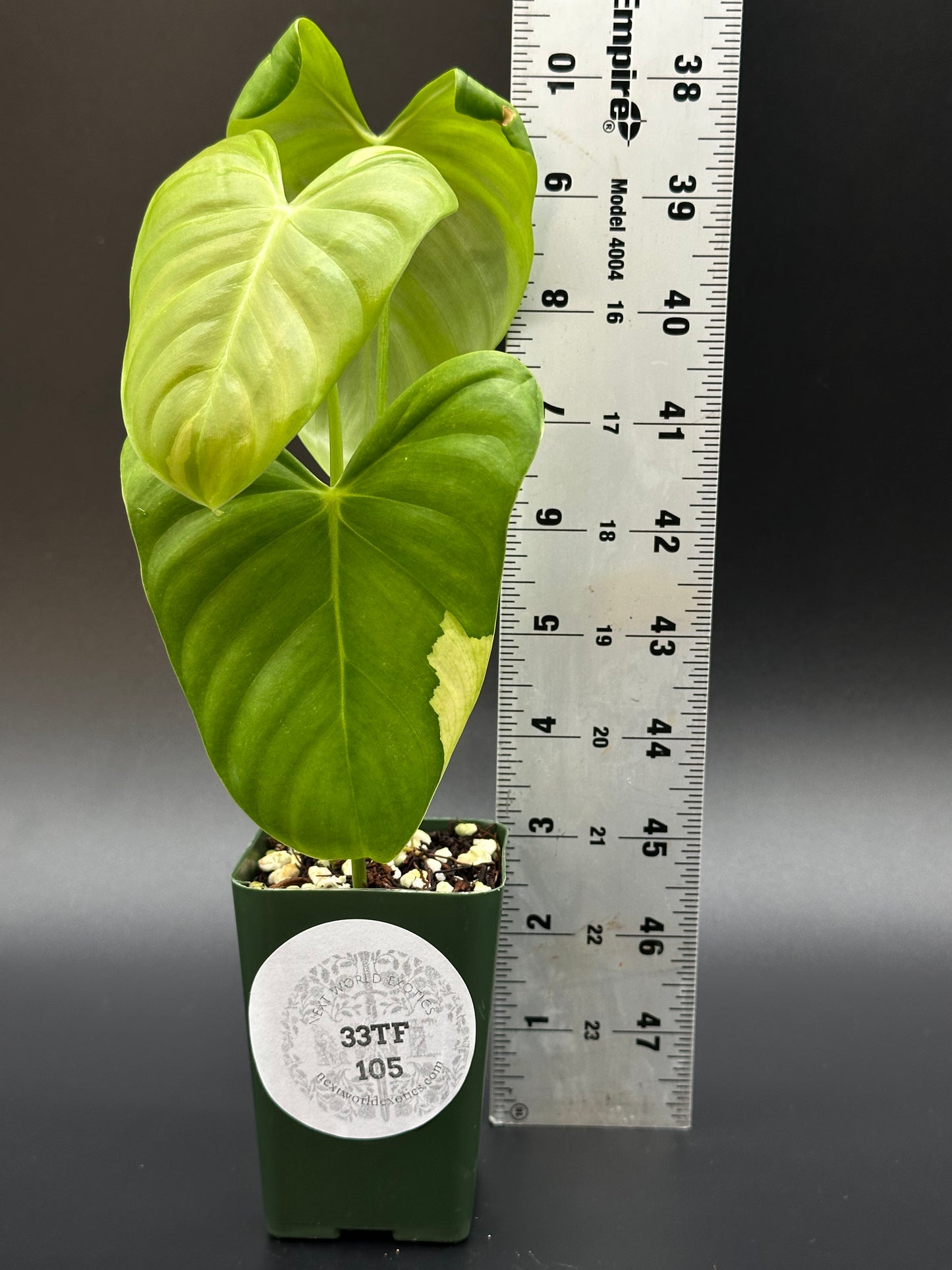 Philodendron Oxapapense Variegated (PHOP1) in a pot next to a ruler, showcasing its large, variegated leaves. Perfect for exotic houseplant enthusiasts.