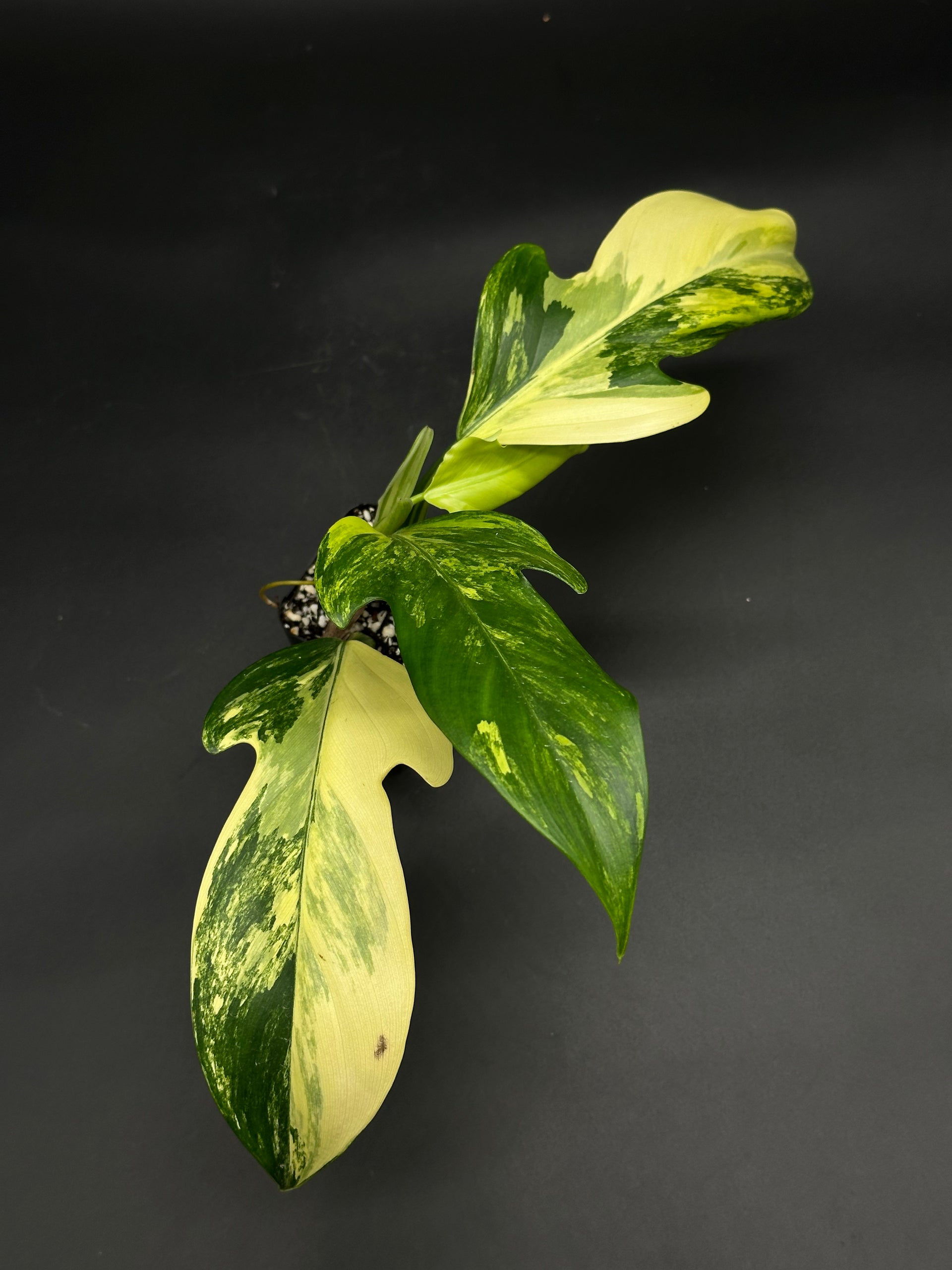 philodendron panduriforme for sale Philodendron panduriforme variegated (130W136) – Next World Exotics