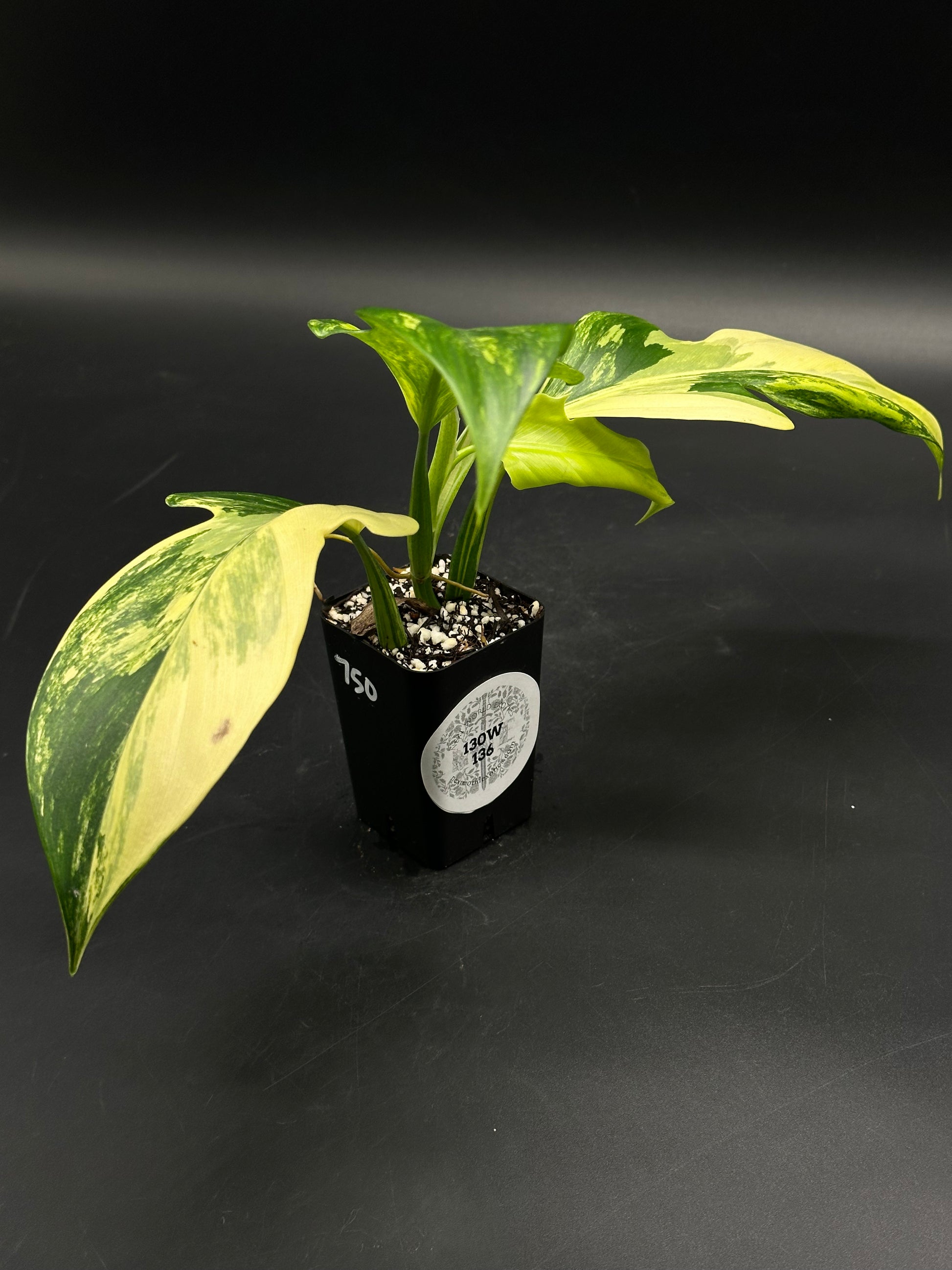 Philodendron panduriforme variegated (130W136)  Next World Exotics