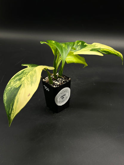 Philodendron panduriforme variegated (130W136) in a black nursery pot, showcasing vibrant cream and green variegated leaves with visible soil and perlite.