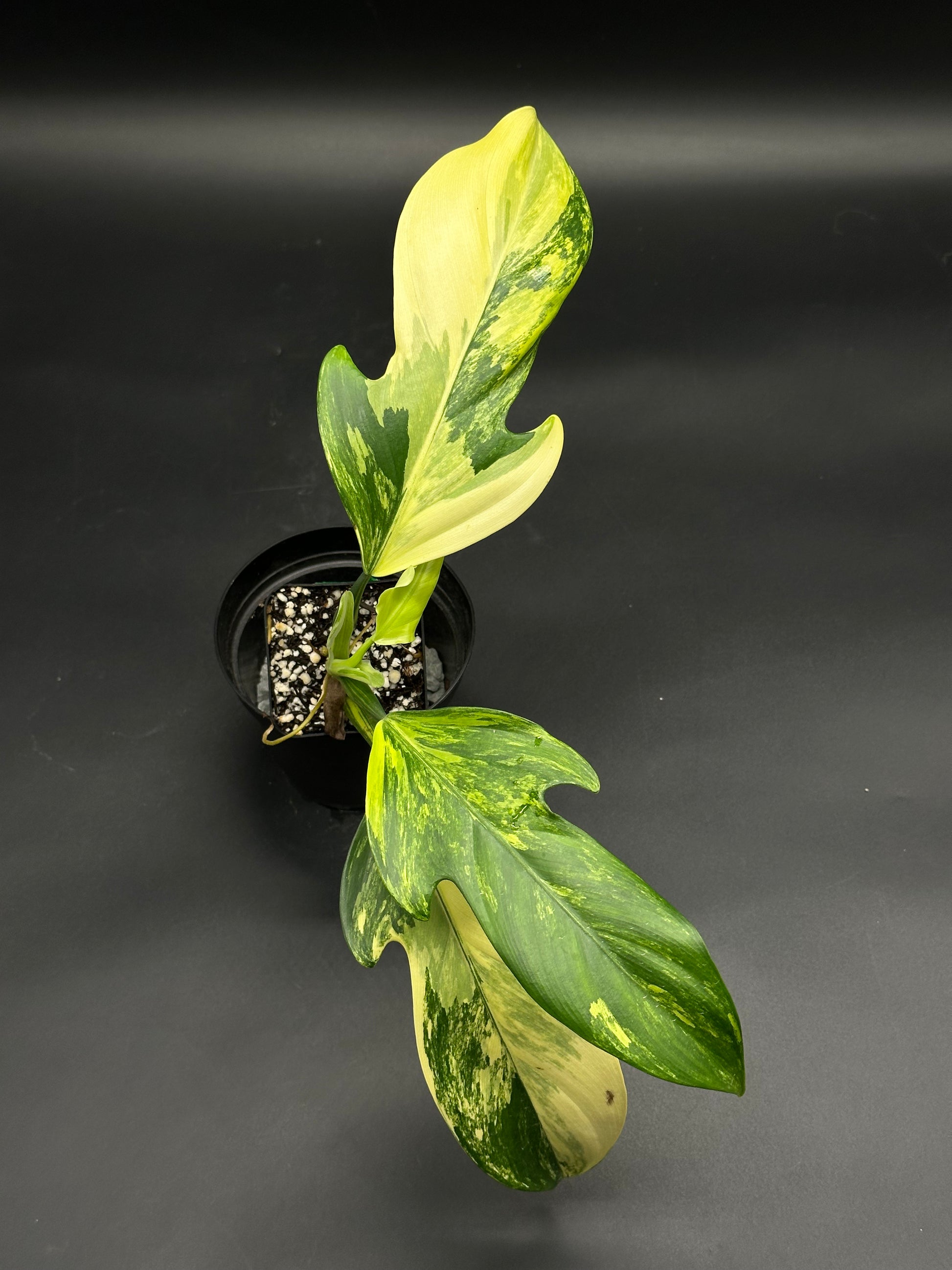 florida philodendron ground varigated Philodendron panduriforme variegated (130W136) – Next World Exotics
