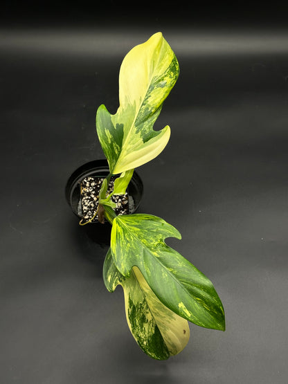 Philodendron panduriforme variegated in a black pot, displaying creamy white, minty lime, and deep green variegated leaves, ideal for rare plant collectors.