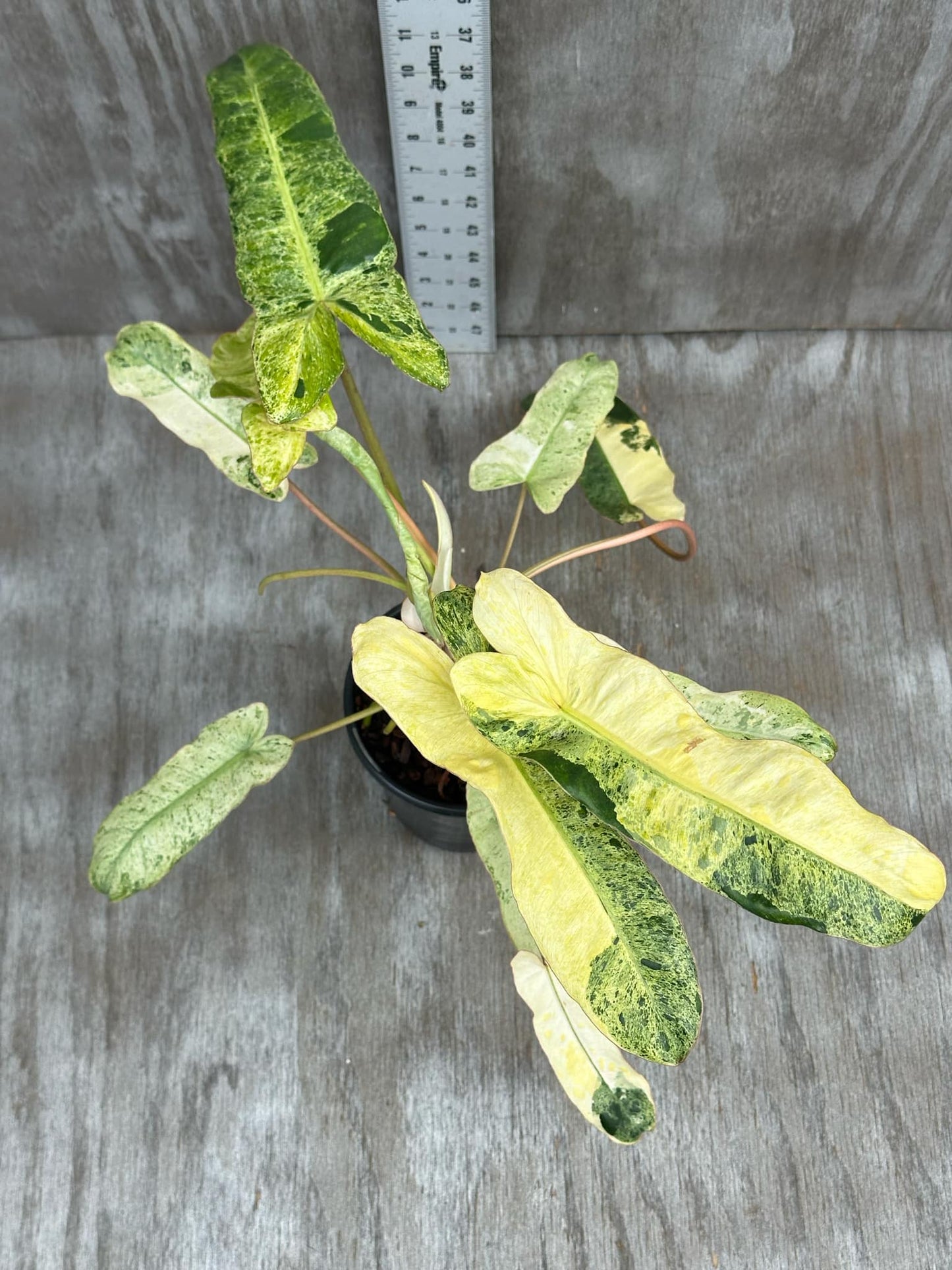 Philodendron Paraiso Verde Aurea Variegated (PPVA1) 🌱 in a pot, showcasing vibrant green and yellow, deeply lobed leaves with a lush, tropical appearance.