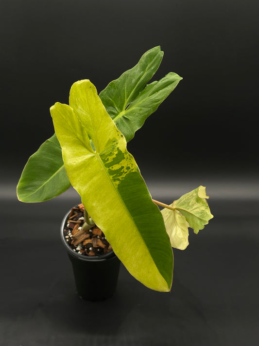 Philodendron Paraiso Verde Aurea Variegated (515W06) with vibrant yellow and green mottled leaves, growing in a 4-inch pot, showcasing narrow, oblong-triangular foliage.