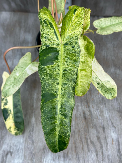 Philodendron Paraiso Verde Aurea Variegated (PPVA1) 🌱, showcasing vibrant, long, narrow, mottled green and yellow leaves with deep lobes, ideal for indoor gardening.