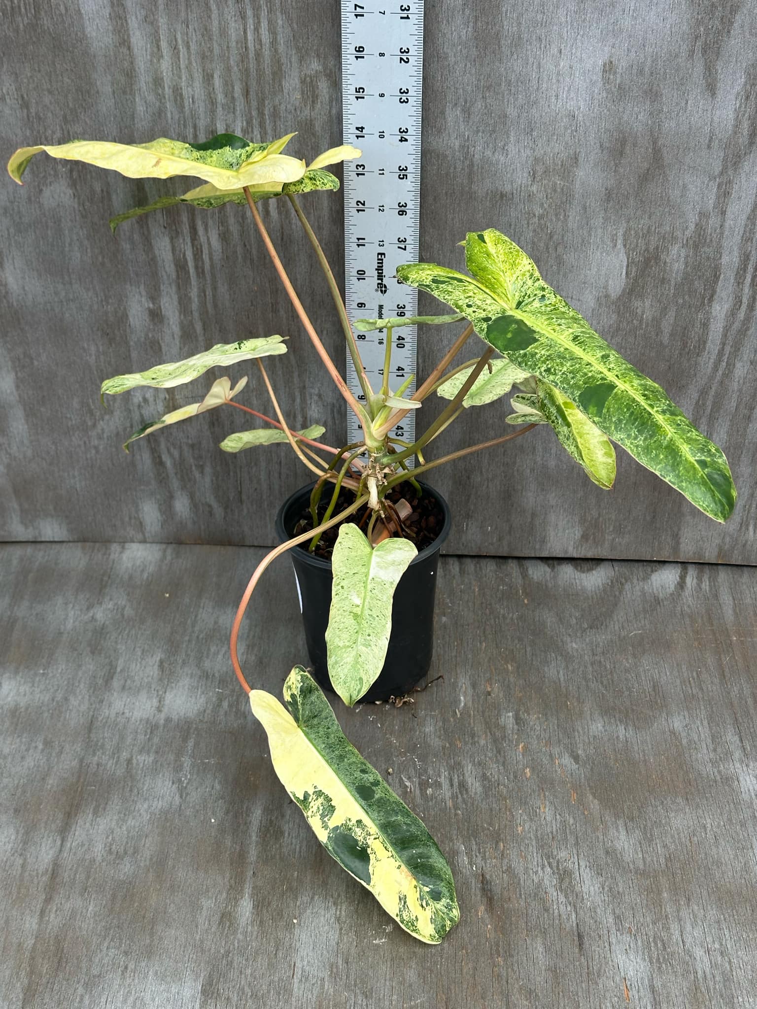 Philodendron Paraiso Verde Aurea Variegated (PPVA1) 🌱 in a pot, showcasing vibrant green leaves with eye-catching yellow variegation, ideal for indoor gardens.