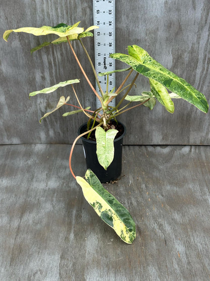 Philodendron Paraiso Verde Aurea Variegated in a pot, showcasing vibrant, mottled green and yellow leaves. Perfect for indoor gardens.