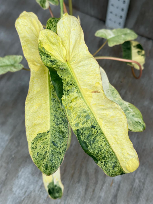 Philodendron Paraiso Verde Aurea Variegated (PPVA1) 🌱 showcasing vibrant, mottled green and yellow leaves in a close-up shot.