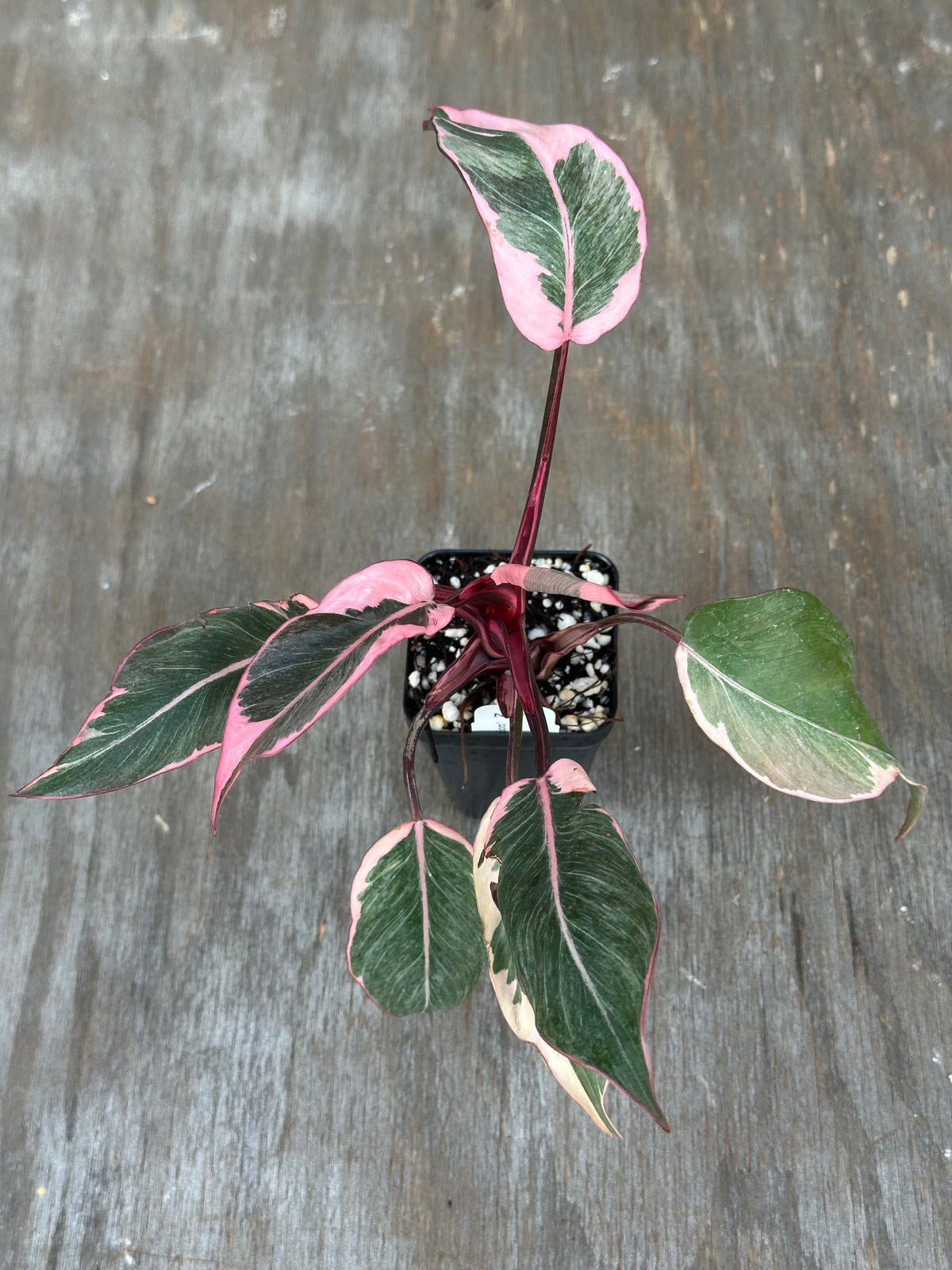Philodendron Pink Princess Mutation