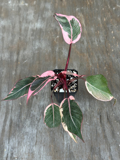 Philodendron Pink Princess Mutation