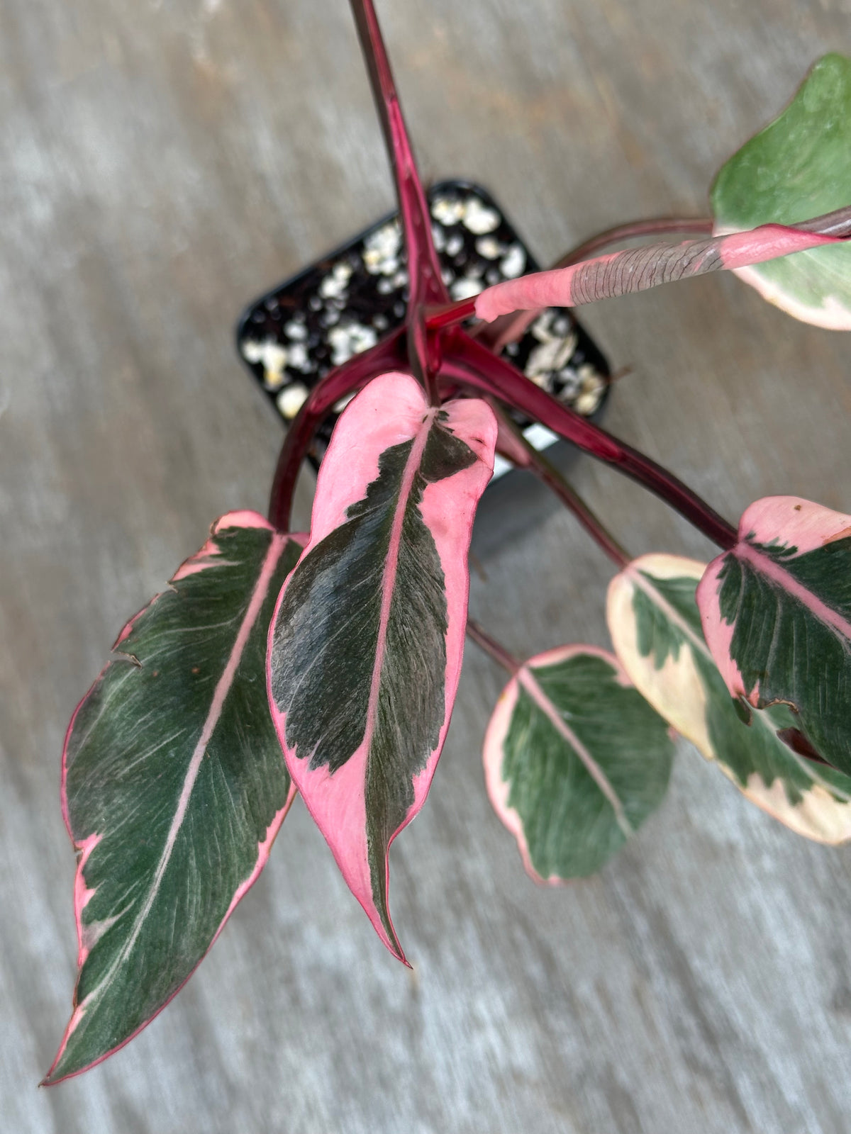 Philodendron Pink Princess Mutation