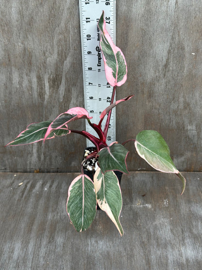 Philodendron Pink Princess Mutation