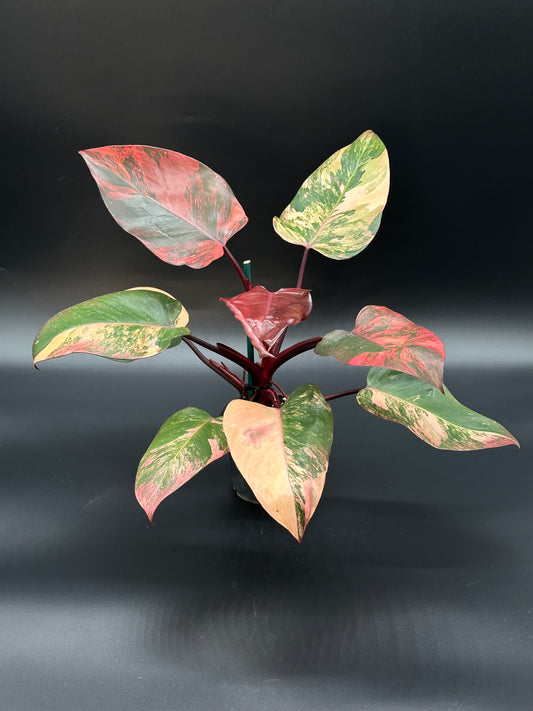 Philodendon 'Red Princess' (PRP2) with five variegated leaves in a 4-inch pot, showcasing unique patterns and colors, suitable as a collection centerpiece.