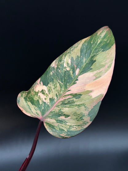 philodendron red emerald variegated Philodendon 'Red Princess' (PRP2) – Next World Exotics