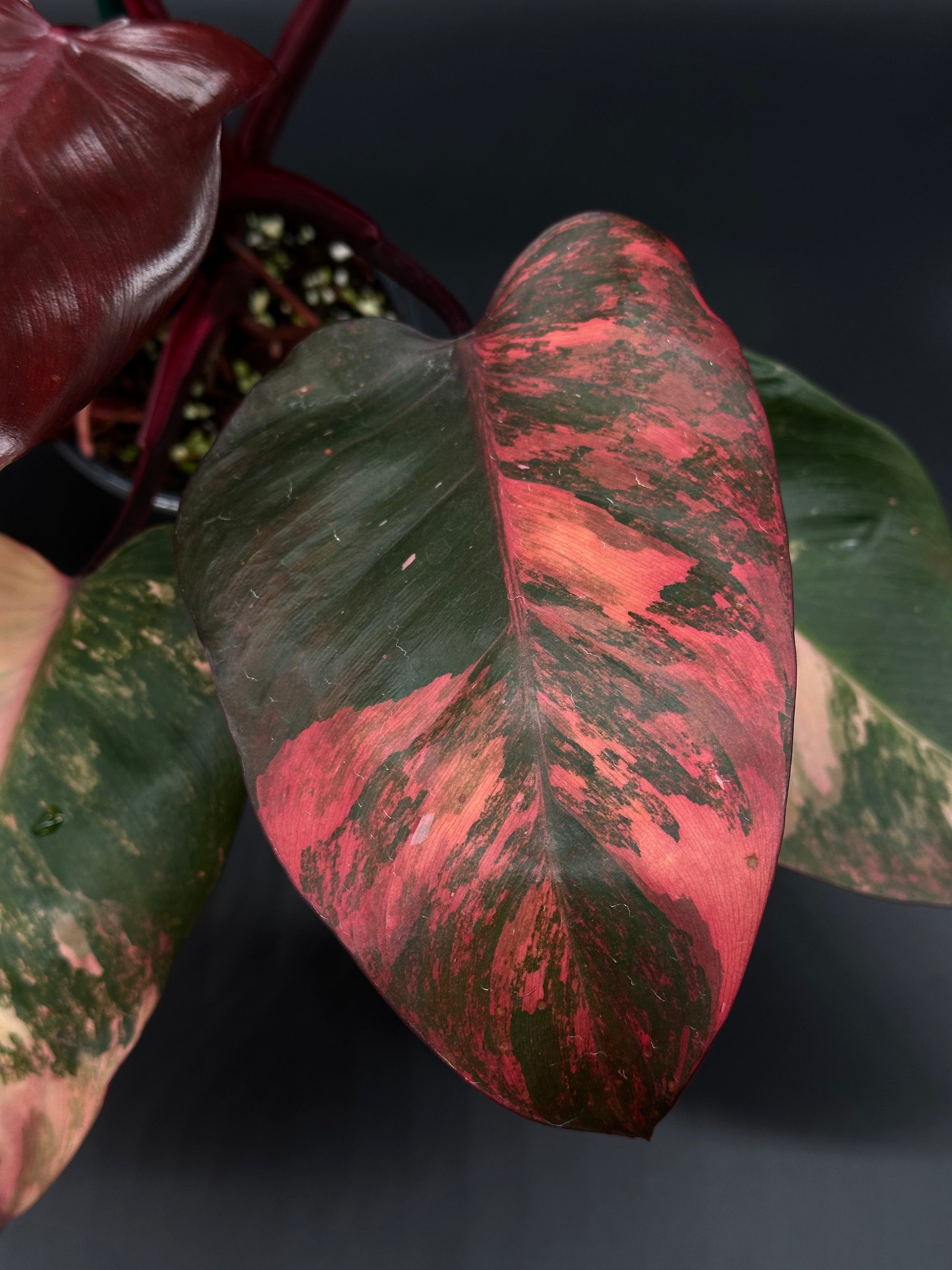 philodendron decurrens red Philodendon 'Red Princess' (PRP2) – Next World Exotics