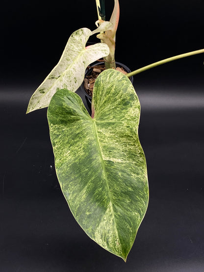 philodendron ice Philodendron sp. 'Emerald Ice' (130W026) – Next World Exotics