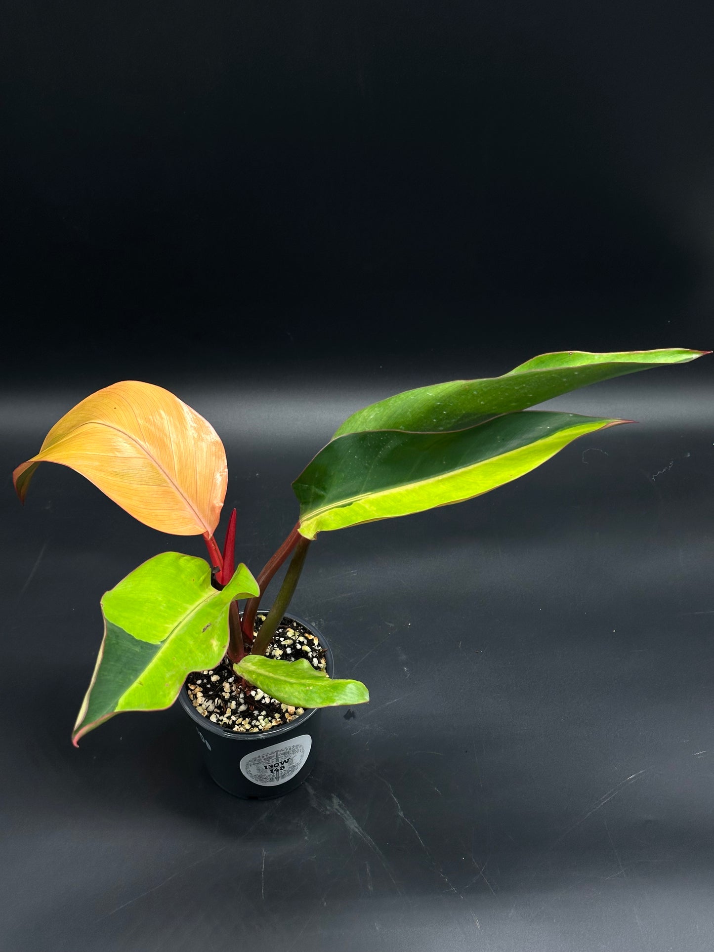 Philodendron sp. 'Firebird' (130W148) in a black nursery pot, showcasing vibrant peach-orange foliage transitioning to green, highlighting its exotic contrast against well-draining potting mix.