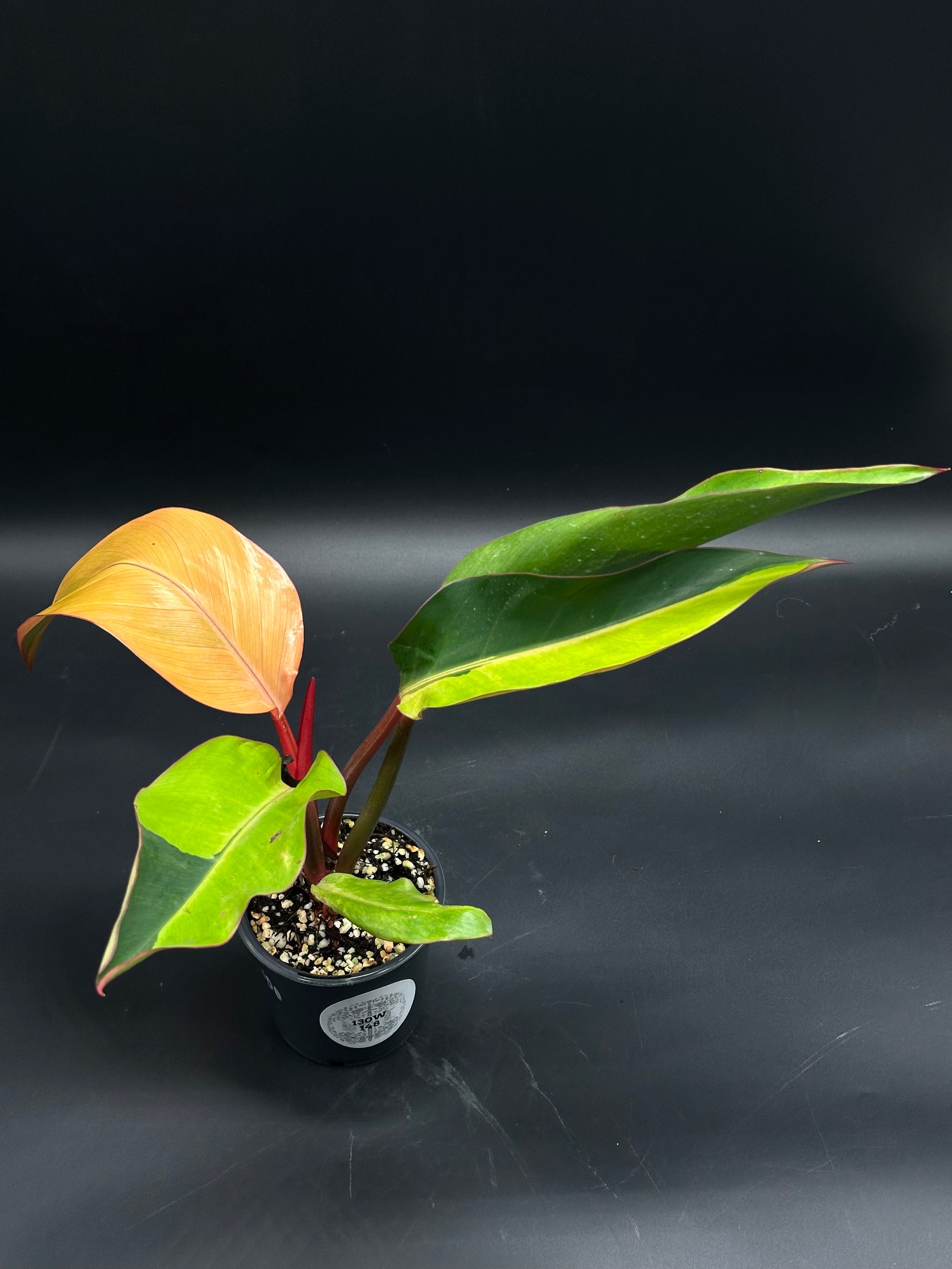 Philodendron sp. 'Firebird' (130W148) in a black nursery pot, showcasing vibrant peach-orange foliage transitioning to green, highlighting its exotic contrast against well-draining potting mix.