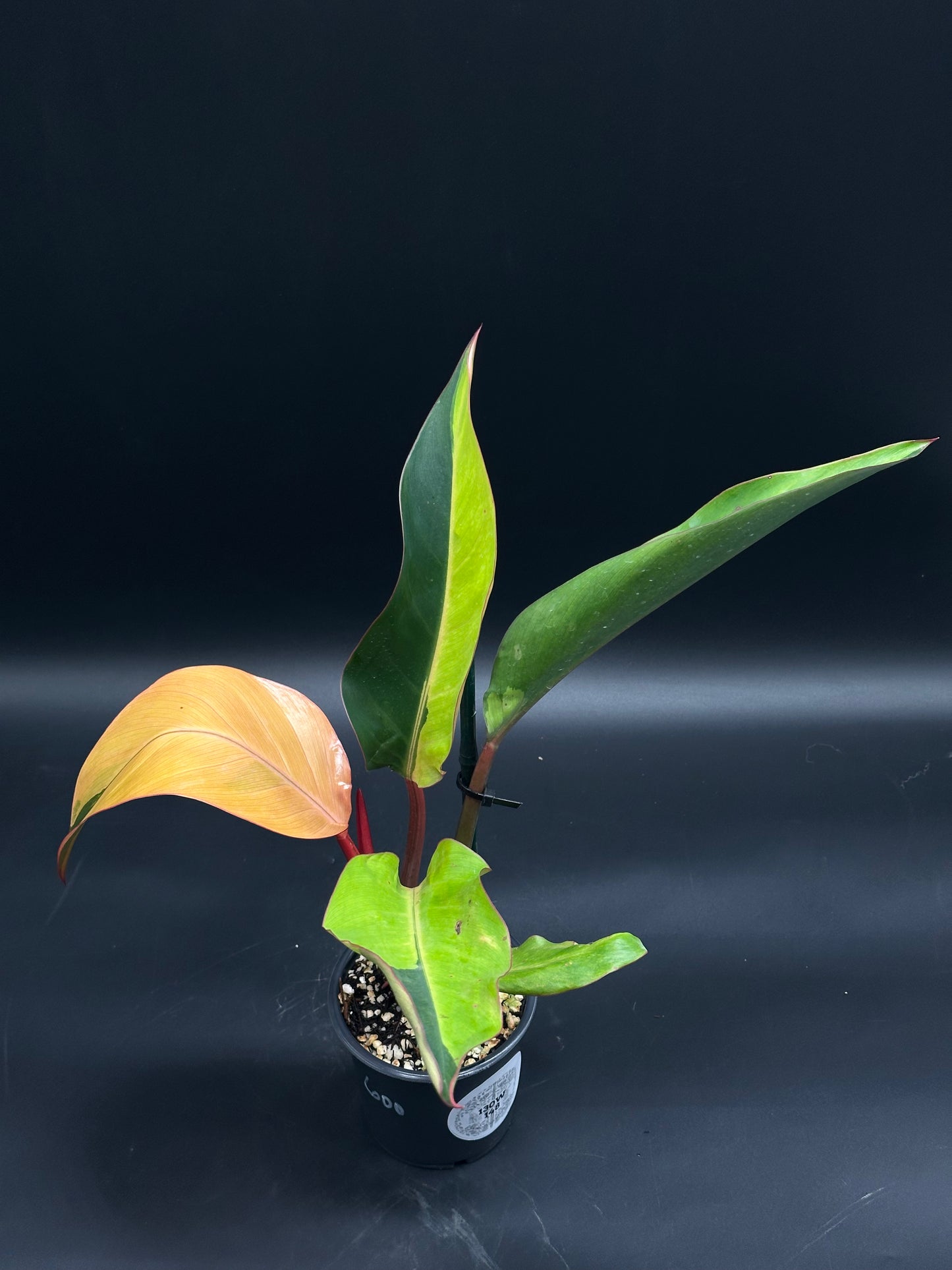 Philodendron sp. 'Firebird' (130W148) in black pot, showcasing vibrant orange unfurling leaf and glossy green foliage with reddish accents, set in chunky potting mix.