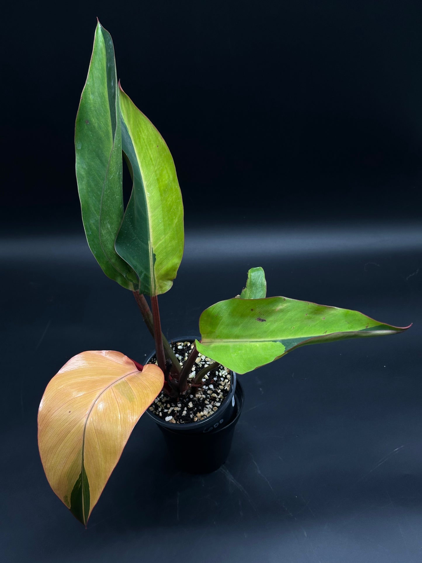 Philodendron sp. 'Firebird' (130W148), a vibrant houseplant in a black pot, features a striking orange leaf amidst mature green foliage, showcasing its exotic appeal.